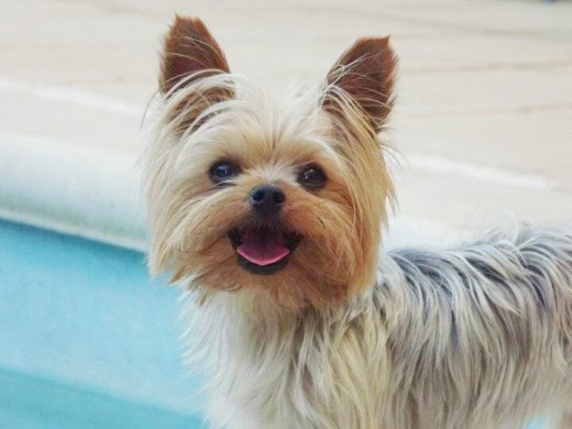 Un día de Navidad cuando yo tenía 6 años me sorprendieron con esta preciosidad, es la luz de mi vida... y que lo siga siendo muchos años más!