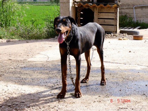 JIMY mi doberman es muy grande i lo unico k no ace es levantar las orejas :( pero es super cariñoso i un pokito miedoso :)