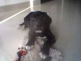 es un labrador retrive, le gusta mucho jugar y a pesar de su corta edad, ya comprende muy bien lo que esta mal hecho y los premios. es un labrador retrive, le gusta mucho jugar y a pesar de su corta edad, ya comprende muy bien lo que esta mal hecho y los premios.