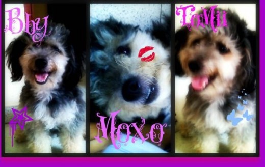 Mi tomas es hermoso, jugueton, muy alegre y un poco desordenado.. cuando me lo regalaron me dijeron que era poodle, pero ahora lo dudo.. Pueden ayudarme??