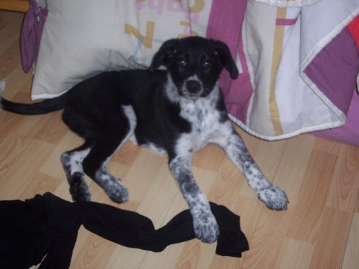 me encanta mi perrita la cual rescatamos ya que iba a ser entregada a la protectora de animales.
Nos gustaria saber si alguien nos puede orientar par aver de que raza puede ser. me encanta mi perrita la cual rescatamos ya que iba a ser entregada a la protectora de animales.
Nos gustaria saber si alguien nos puede orientar par aver de que raza puede ser.