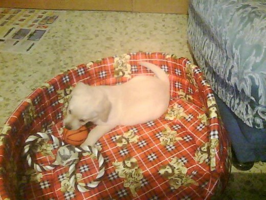 Lya mi labradora! Lya mi labradora!