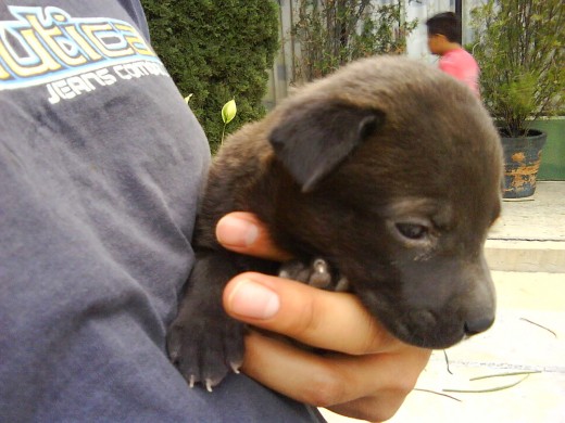 Recién llegada 1.   Con 1 mes tuve que traerla a casa porque estaba descuidada. Las personas dueñas de la mamá descuidaron a la perra y a los cachorros.