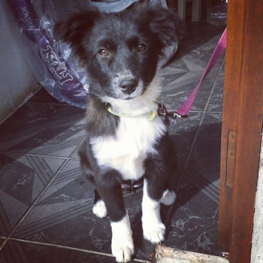 Sammy es una cachorrita rescatada de la protectora de mi ciudad. La amé desde el momento en que la vi. Todo el mundo me dice que es border collie, pero lo cierto es que no hay modo de probarlo, y tener la certeza no cambia el hecho de que es una loca hermosísima. Sammy es una cachorrita rescatada de la protectora de mi ciudad. La amé desde el momento en que la vi. Todo el mundo me dice que es border collie, pero lo cierto es que no hay modo de probarlo, y tener la certeza no cambia el hecho de que es una loca hermosísima.