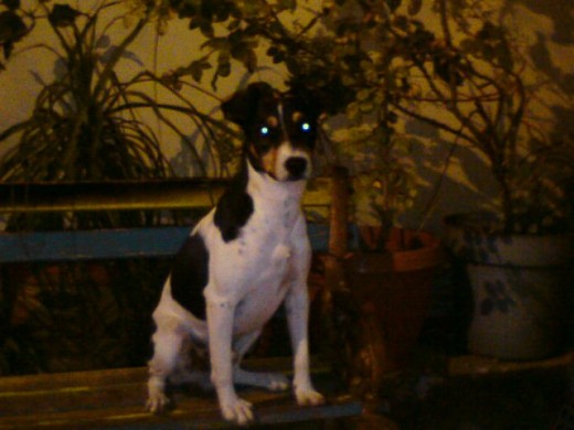EXTREMADAMENTE AMOROSO Y CARIÑOSO
ES EL QUE CUIDA LA CASA
LE ENCANTA EL PLEITO MAS SI LOS PERROS LO ATACAN
MUY CARIÑOSO CON LOS NIÑOS
ESTREMADAMENTE ACTIVO
EXTREMADAMENTE AMOROSO Y CARIÑOSO
ES EL QUE CUIDA LA CASA
LE ENCANTA EL PLEITO MAS SI LOS PERROS LO ATACAN
MUY CARIÑOSO CON LOS NIÑOS
ESTREMADAMENTE ACTIVO