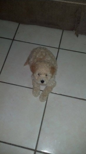 con sus 2 meses con sus 2 meses