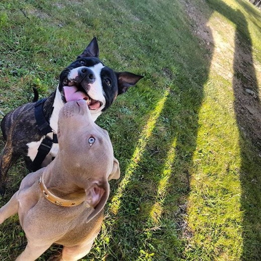 Bollo y Lady Disfrutando de un día en el campo <3