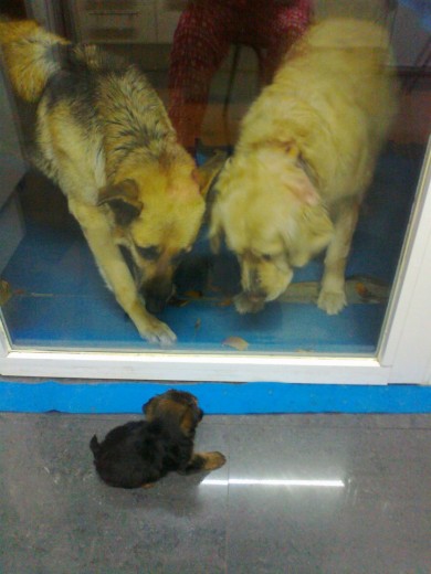 Laika y Crispeta observando a un nuevo miembro de la familia :)