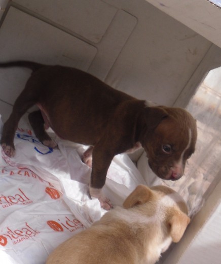 Mi pequeño cuando tenía como un mes, estaba con su hermana, como Gago tenía horribles parásitos internos, asumo que su hermana también, el llego a mi casa deshidratado, con parásitos, y con bajo peso... lo bueno que luchamos para acabar con eso :D lo amo. Me lo entregaron cuando iba a cumplir dos meses, su mamá ya no aguantaba que la mordieran XD Mi pequeño cuando tenía como un mes, estaba con su hermana, como Gago tenía horribles parásitos internos, asumo que su hermana también, el llego a mi casa deshidratado, con parásitos, y con bajo peso... lo bueno que luchamos para acabar con eso :D lo amo. Me lo entregaron cuando iba a cumplir dos meses, su mamá ya no aguantaba que la mordieran XD