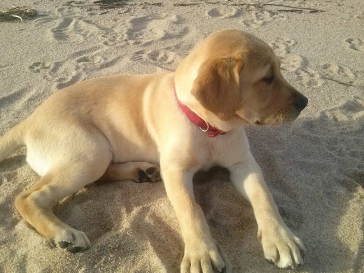 Penny en la playa. 