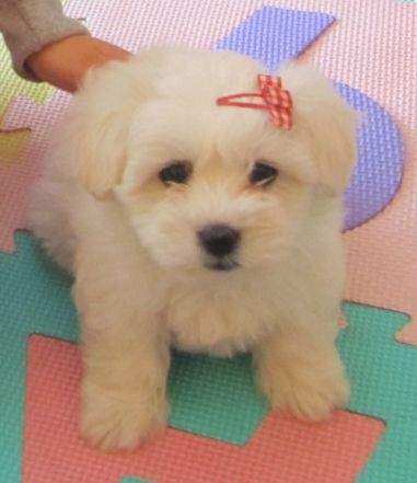 La peque su primer dia en casa. La peque su primer dia en casa.