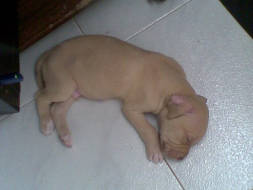 danger bb 1 mes 