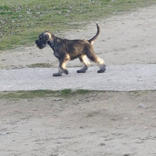 Esta es mi perroa Karma, una schnauzer mediana sal y pimienta. Una perrita maravillosa, con energía y mucha vitalidad :) Esta es mi perroa Karma, una schnauzer mediana sal y pimienta. Una perrita maravillosa, con energía y mucha vitalidad :)