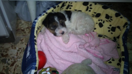 mi perrita