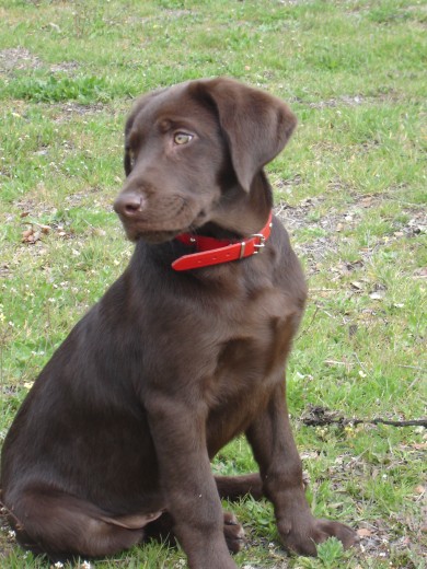 Este es mi Bobo, a mi me parece precioso.. tiene los ojos verdes, y es de color chocolate. 