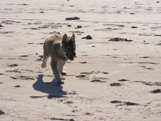 Disfrutando corriendo en la playa.