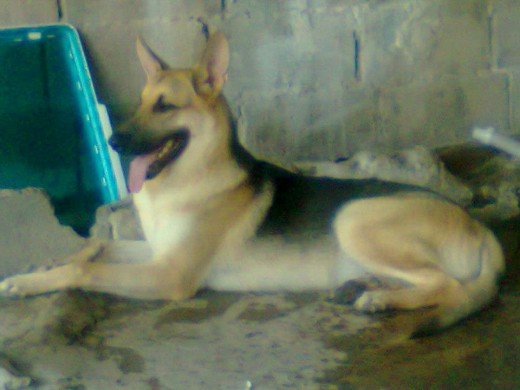 este es mi perro lo quiero muchooo este es mi perro lo quiero muchooo