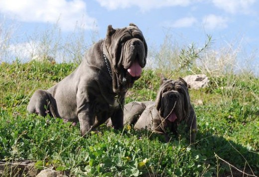 sara y timon en el campo