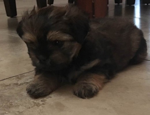 Moana a sus 2 meses 