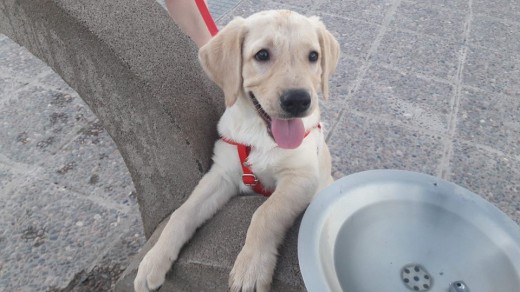 saliendo a pasear por primera vez saliendo a pasear por primera vez