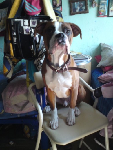 mi bebe posando para la camara mi cachorrito mi bebe posando para la camara mi cachorrito