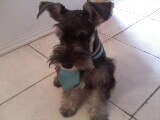 Es la cosa mas hermosa que existe y es tan tierno y calmado Es la cosa mas hermosa que existe y es tan tierno y calmado