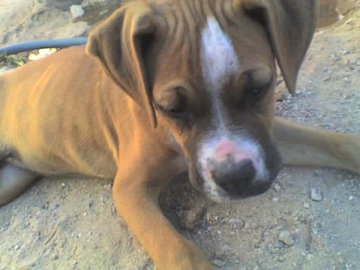 aun estaba cachorraa :) aun estaba cachorraa :)