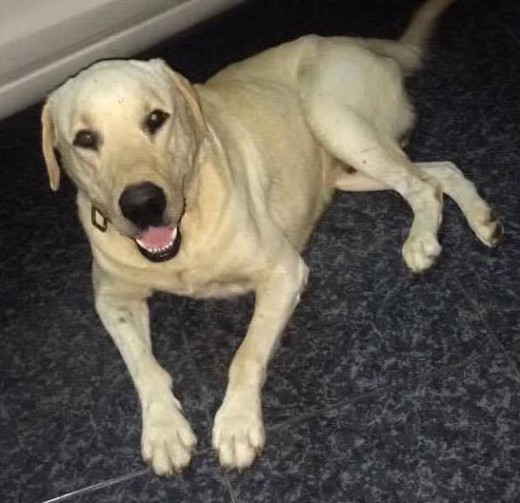 Me he encontrado un perro de no más de 5 años, raza Labrador Retriever, en Marazul, pasando Callao Salvaje. Su estado es como si hubiera estado varios días sin comer, muy débil, casi sin poder caminar. Tiene un collar marrón. Es de pelo corto y color crema, con nariz y ojos oscuros.