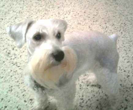 BABY  TORK...WHITE  SCHNAUZER  MINI