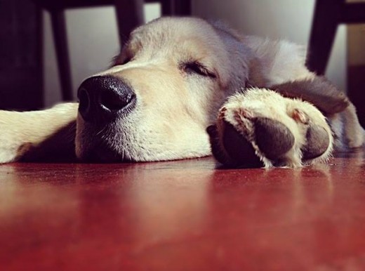 A la hora de almuerzo tipin 13:30 se instala a dormir su siesta que se puede prolongar la tarde entera , su lugar favorito bajo cualquier mesa,mejor para el si estamos sentados... aunque esa pose fue solo para la foto se hacia el leso...