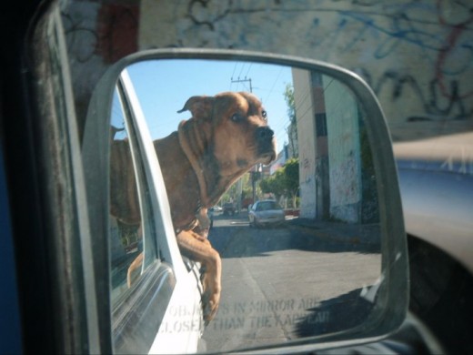 cuando salimos de paseo, disfruta del aire