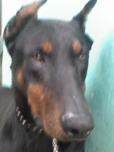 es guapo e inteligente y busaca novia es guapo e inteligente y busaca novia