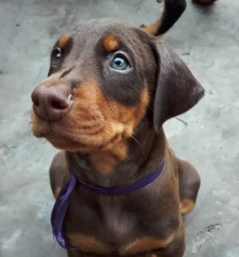 Klaus, a los 45 dias de nacido