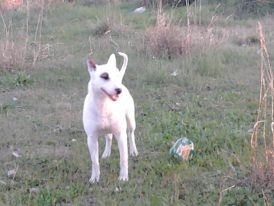 el max jugando con su pelotaa