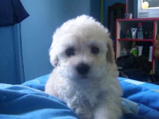 mi bebe mi bebe