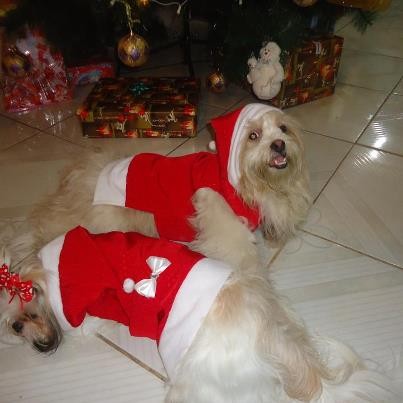 navidad  perruna