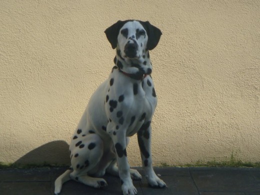 Este es Zori es precioso guapisimo, es muy cariñoso y rehacio a juntarse con la gente, le esta costando, es todo vida un jugón!! jaja me encanta