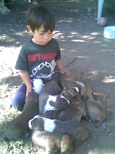 CAMADA DE HERMOSOS CACHORROS