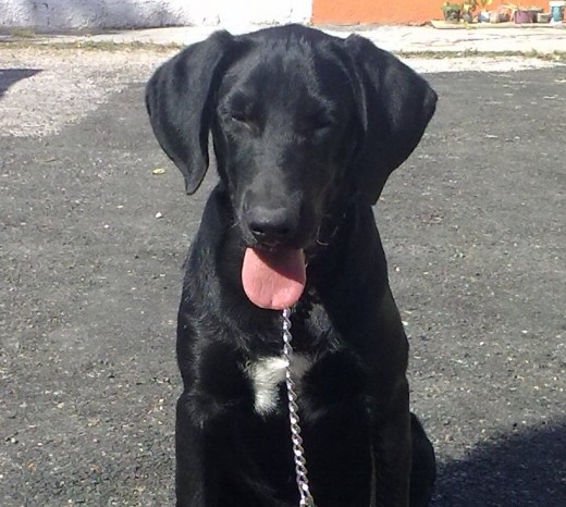 Jack tiene ahora 5 meses y pesa 20 Kg Jack tiene ahora 5 meses y pesa 20 Kg