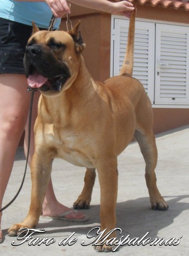 Este es mi perro Taburiente, un buen ejemplar Este es mi perro Taburiente, un buen ejemplar