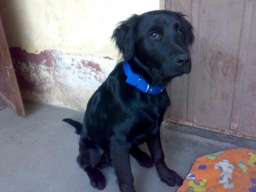 CON CASI 5 MESES DE EDAD,MI PEQUEÑO SHADOW. CON CASI 5 MESES DE EDAD,MI PEQUEÑO SHADOW.