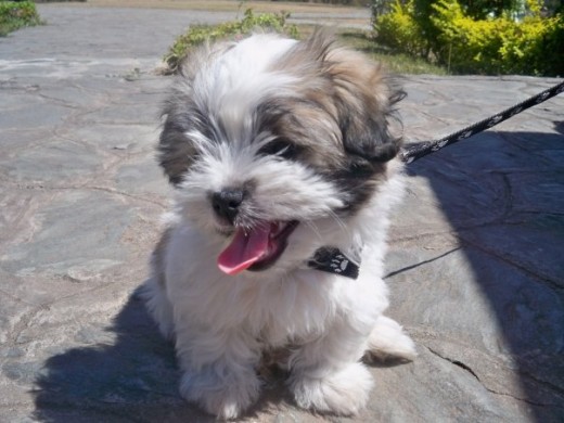 Tina :D(L)