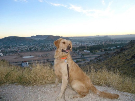 FUE TOMADA EN UN CERRO, EL ES UN PERRO DE BUSQUEDA Y RESCATE, COMO TAL TIENE UNA VIDA EXCELENTEMENTE CUIDADA.. FUE TOMADA EN UN CERRO, EL ES UN PERRO DE BUSQUEDA Y RESCATE, COMO TAL TIENE UNA VIDA EXCELENTEMENTE CUIDADA..