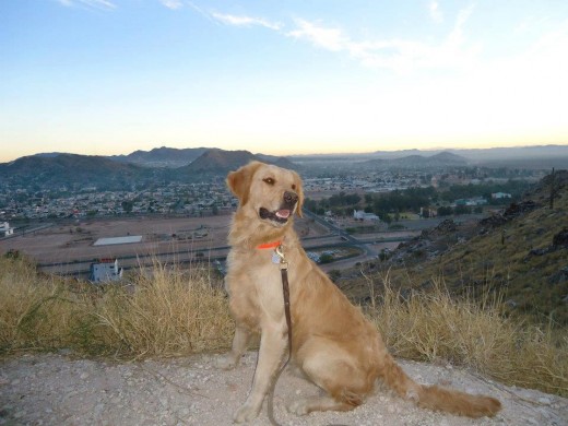 FUE TOMADA EN UN CERRO, EL ES UN PERRO DE BUSQUEDA Y RESCATE, COMO TAL TIENE UNA VIDA EXCELENTEMENTE CUIDADA..