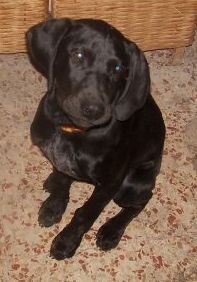 mi bebe con 5 meses precioso braco de pelo negro