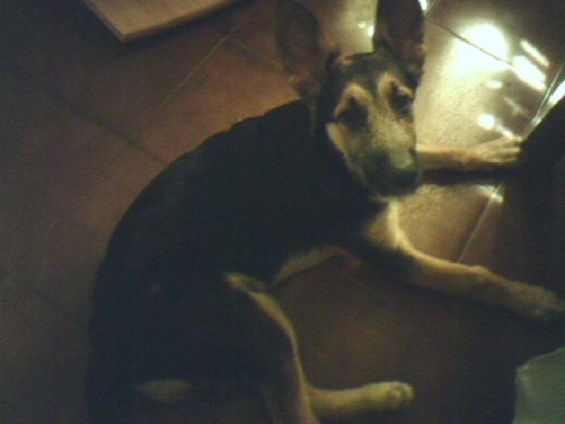 el perro loco