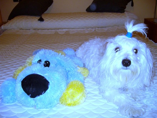 este es mi niky precioso ya tiene casi 9 meses estaposando con mi otro perrito este es mi niky precioso ya tiene casi 9 meses estaposando con mi otro perrito