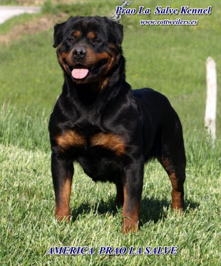 PROVENIENTE DE LA BELLA ESPAÑA CRIA DE UNA GRAN AMIGA MARTHA QUE PUSO FE EN NOSOTROS PARA MANDAR UNA EXCELENTE ROTTWEILER