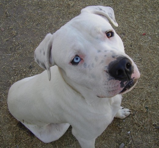 Aarón, mi Dogo Argentino, el mas mañoso que conozco