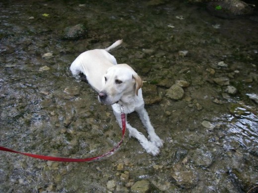 Descansando en el agua del rio Jucar